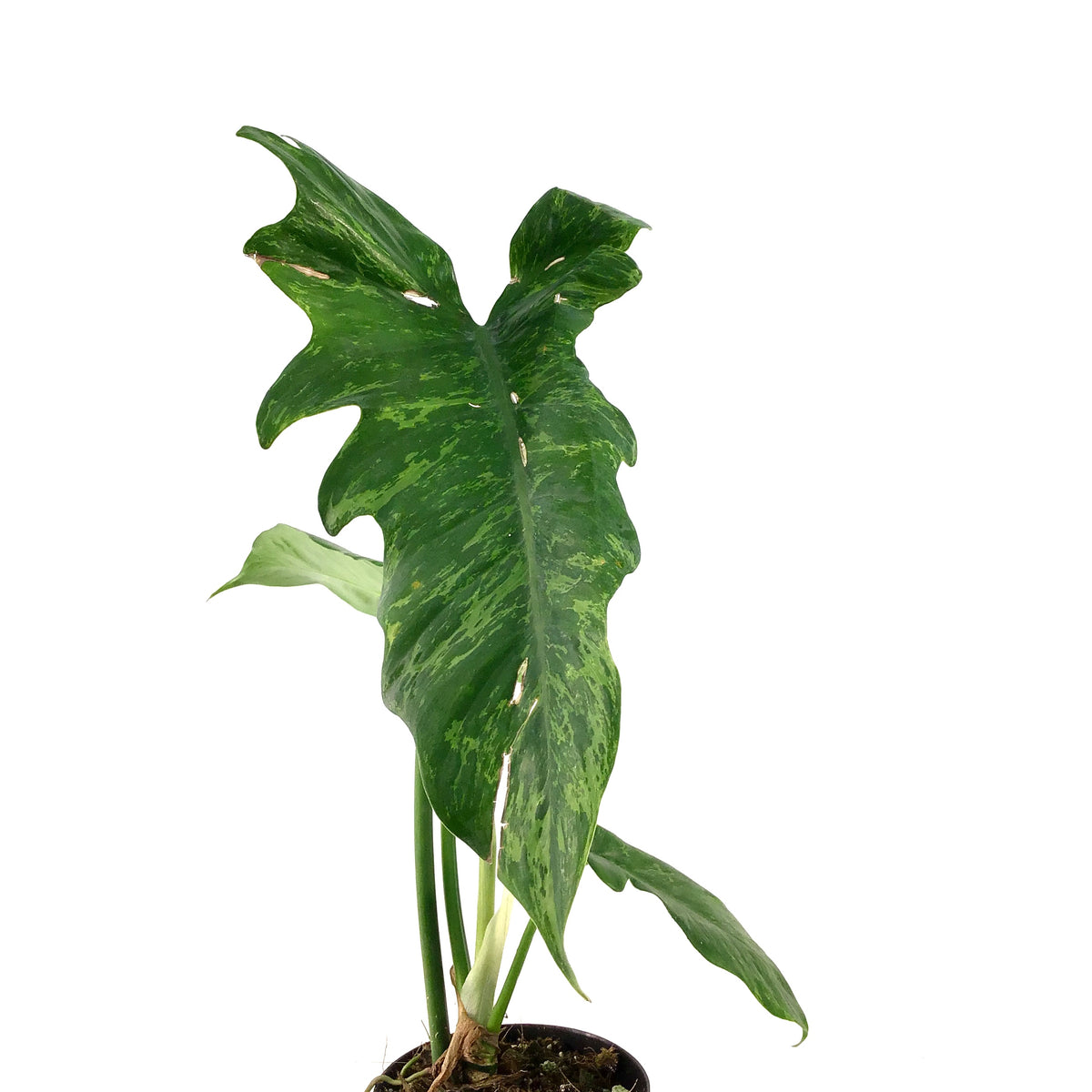 Philodendron, 4in, Golden Dragon - Floral Acres Greenhouse & Garden Centre