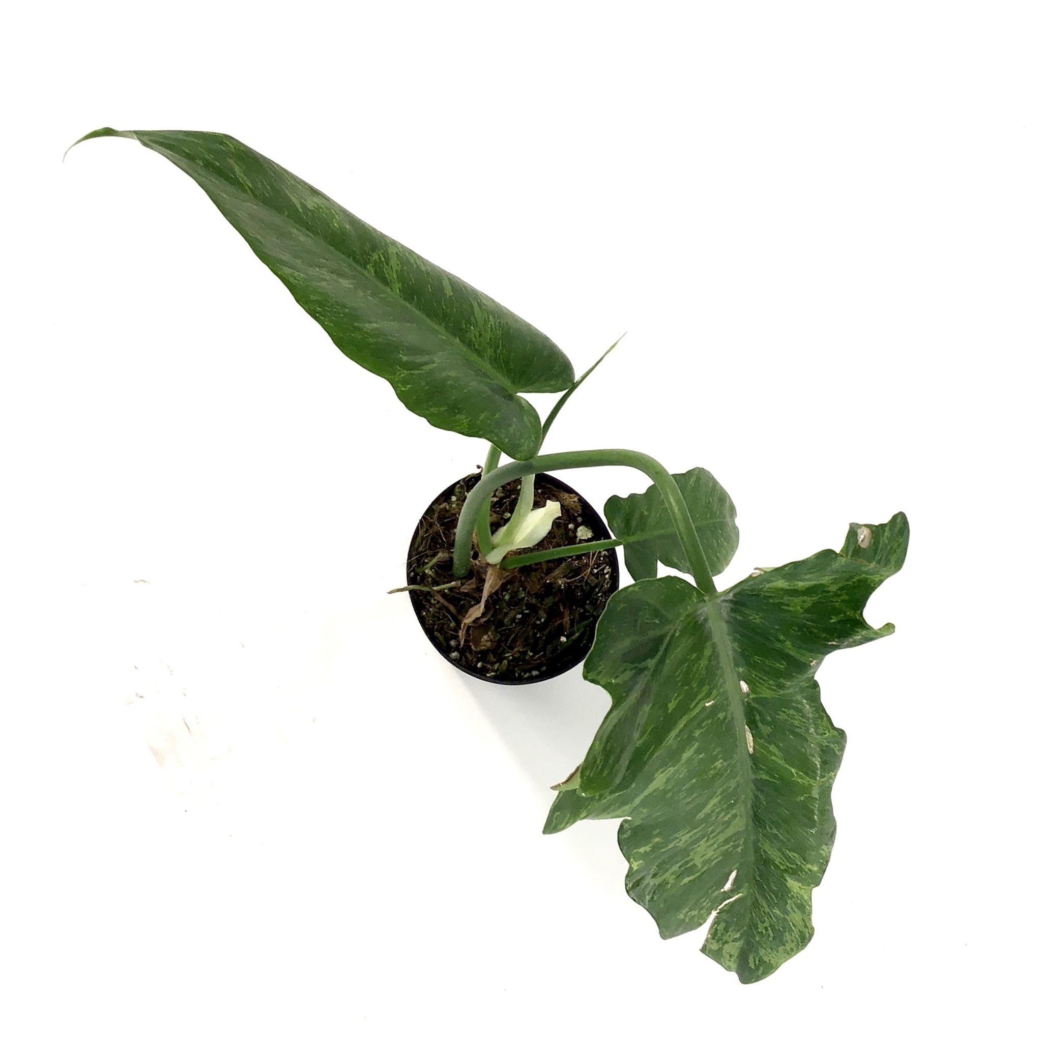 philodendron lime fiddle vs golden dragon Philodendron, 4in, Golden Dragon – Floral Acres Greenhouse & Garden Centre