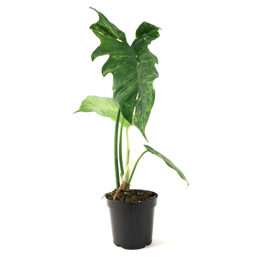 philodendron golden dragon lime fiddle Philodendron, 4in, Golden Dragon – Floral Acres Greenhouse & Garden Centre