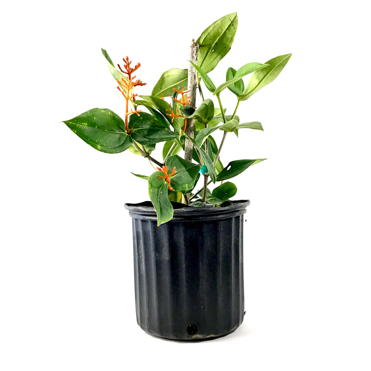 Medinilla, 10in, Scortechinii Orange Coral - Floral Acres Greenhouse & Garden Centre