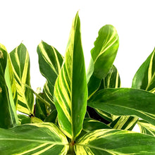 Load image into Gallery viewer, Ginger, 10in, Variegated Shell - Floral Acres Greenhouse &amp; Garden Centre
