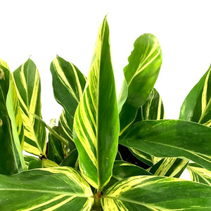 Ginger, 10in, Variegated Shell - Floral Acres Greenhouse & Garden Centre