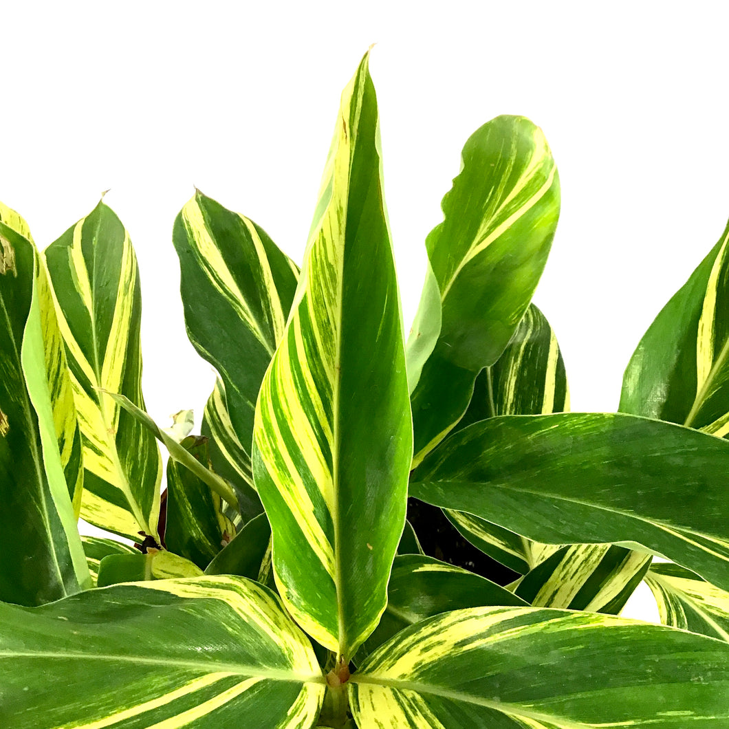 Ginger, 10in, Variegated Shell - Floral Acres Greenhouse & Garden Centre