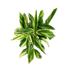 Load image into Gallery viewer, Ginger, 10in, Variegated Shell - Floral Acres Greenhouse &amp; Garden Centre
