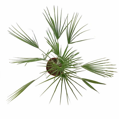 Palm, 10in, European Fan - Floral Acres Greenhouse & Garden Centre