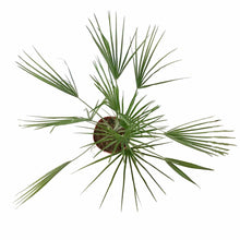 Load image into Gallery viewer, Palm, 10in, European Fan - Floral Acres Greenhouse &amp; Garden Centre
