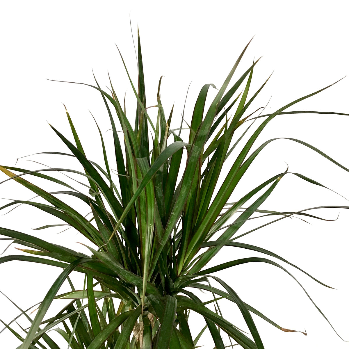 Dracaena, 10in, Marginata 3/2/1 Cutback