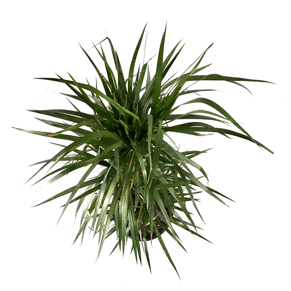 Dracaena, 10in, Marginata 3/2/1 Cutback