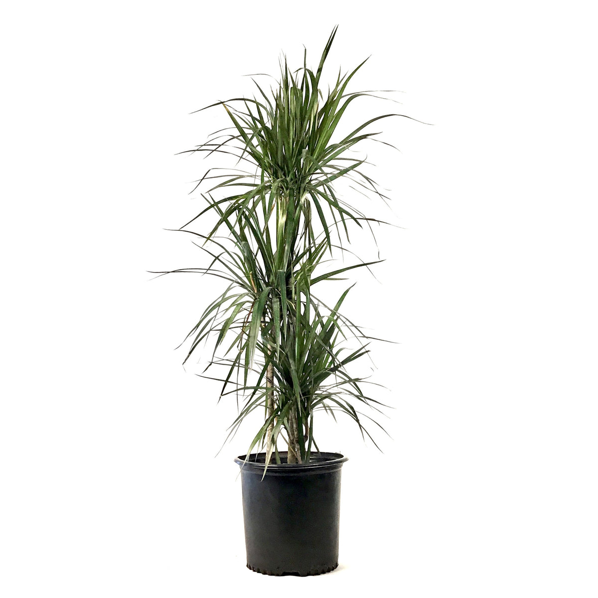 Dracaena, 10in, Marginata 3/2/1 Cutback