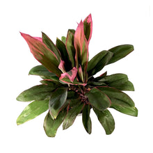 Load image into Gallery viewer, Cordyline, 10in, Maria - Floral Acres Greenhouse &amp; Garden Centre
