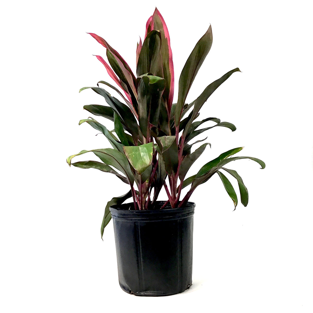 Cordyline, 10in, Maria - Floral Acres Greenhouse & Garden Centre
