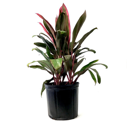 Cordyline, 10in, Maria - Floral Acres Greenhouse & Garden Centre