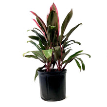 Load image into Gallery viewer, Cordyline, 10in, Maria - Floral Acres Greenhouse &amp; Garden Centre
