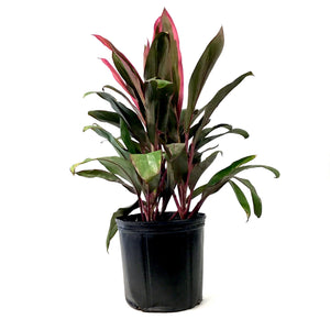 Cordyline, 10in, Maria - Floral Acres Greenhouse & Garden Centre