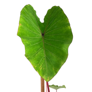 Colocasia, 10in, Sangria - Floral Acres Greenhouse & Garden Centre