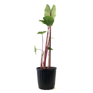 Colocasia, 10in, Sangria - Floral Acres Greenhouse & Garden Centre