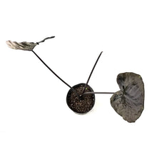 Load image into Gallery viewer, Colocasia, 10in, Painted Black Gecko

