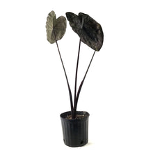 Load image into Gallery viewer, Colocasia, 10in, Painted Black Gecko - Floral Acres Greenhouse &amp; Garden Centre
