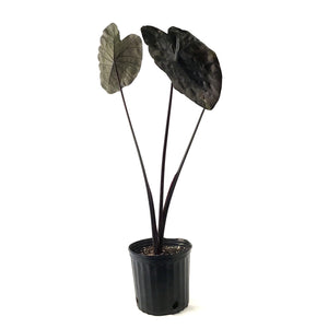 Colocasia, 10in, Painted Black Gecko - Floral Acres Greenhouse & Garden Centre