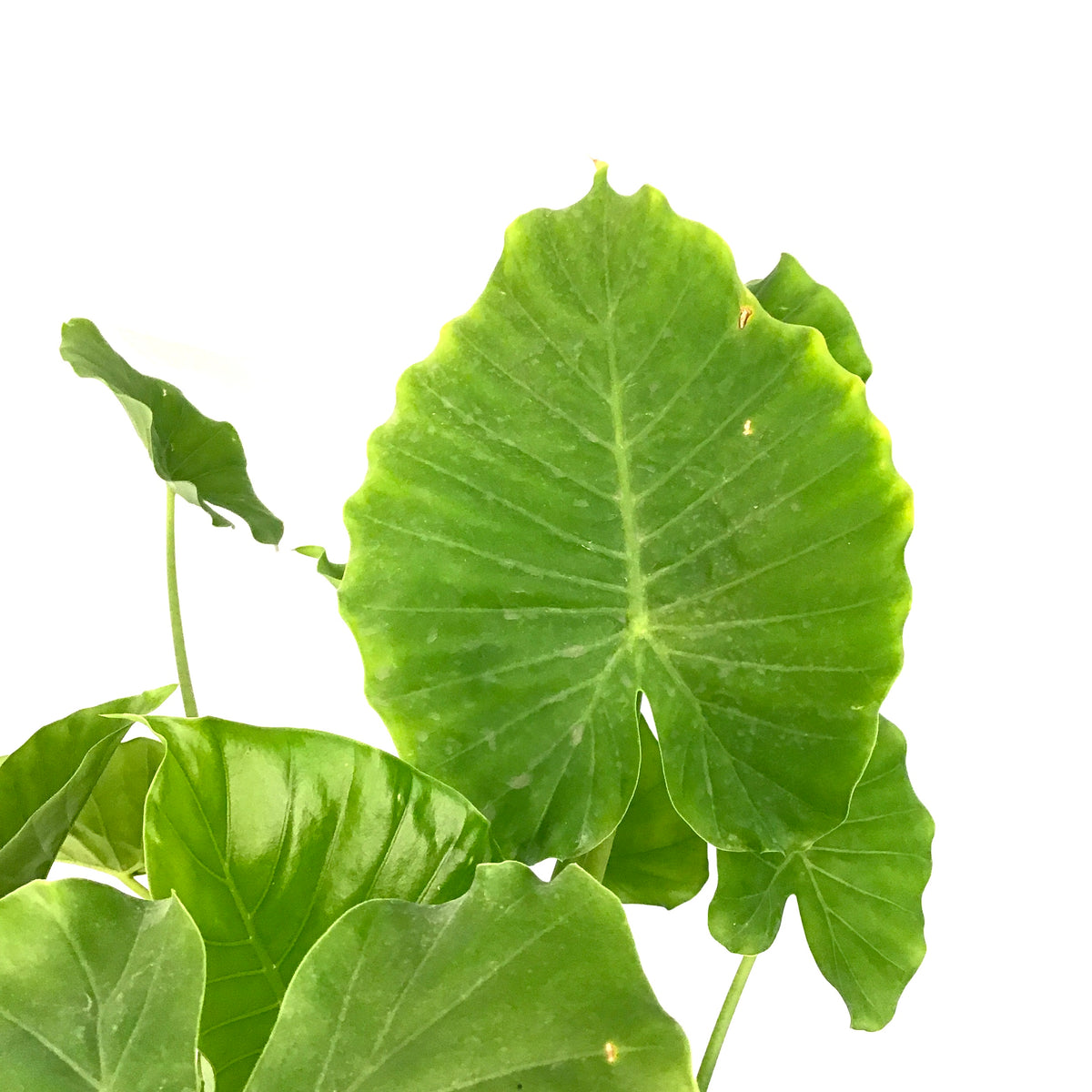 Alocasia, 10in, California - Floral Acres Greenhouse & Garden Centre