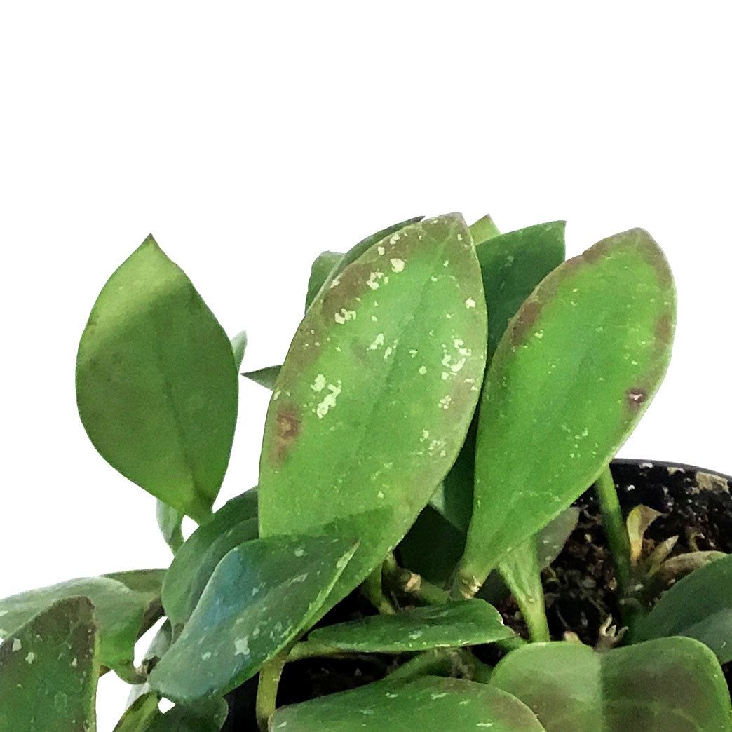 Hoya, 3in, Sipitangensis