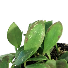 Load image into Gallery viewer, Hoya, 3in, Sipitangensis
