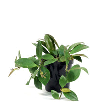 Load image into Gallery viewer, Hoya, 3in, Sipitangensis
