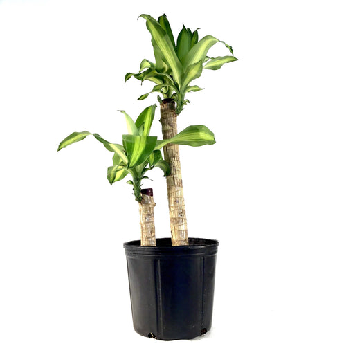 Dracaena, 10in, Mass Cane 2/1 - Floral Acres Greenhouse & Garden Centre