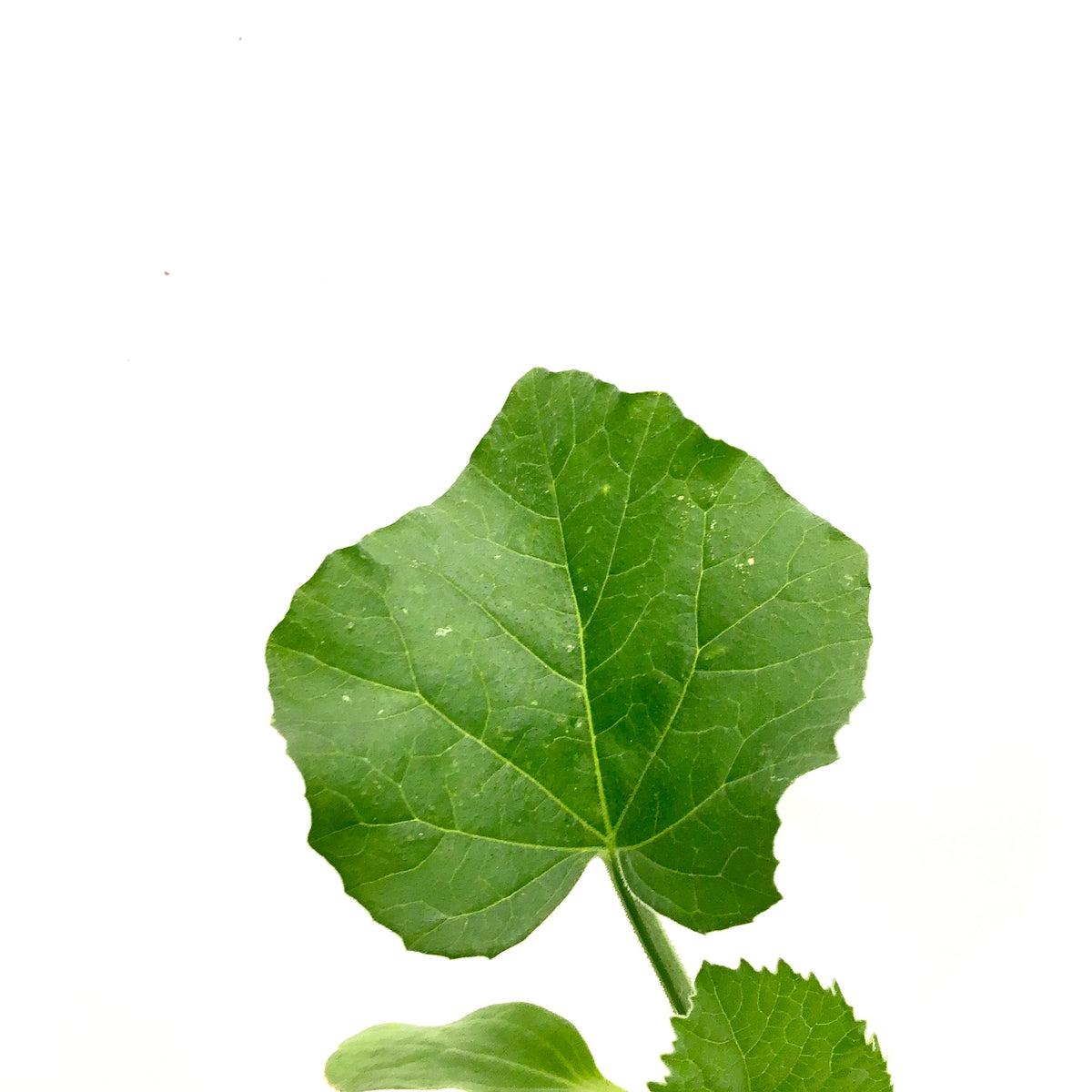 Fruit, 4in, Cantaloupe - Floral Acres Greenhouse & Garden Centre