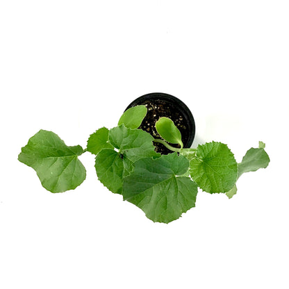 Fruit, 4in, Cantaloupe - Floral Acres Greenhouse & Garden Centre