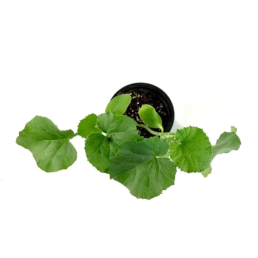 Fruit, 4in, Cantaloupe - Floral Acres Greenhouse & Garden Centre