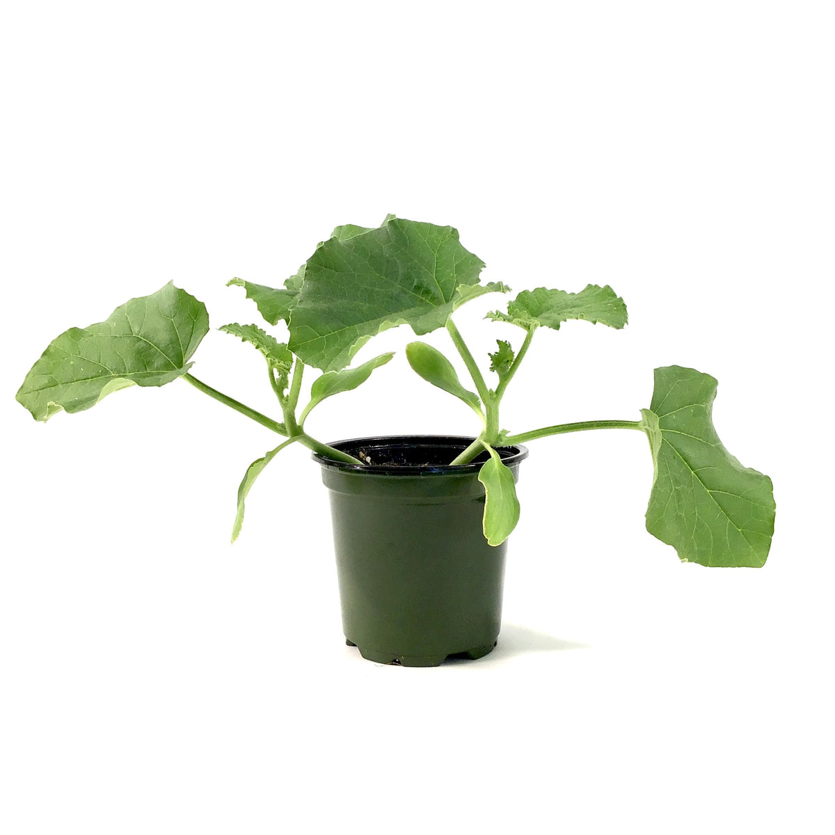 Fruit, 4in, Cantaloupe - Floral Acres Greenhouse & Garden Centre