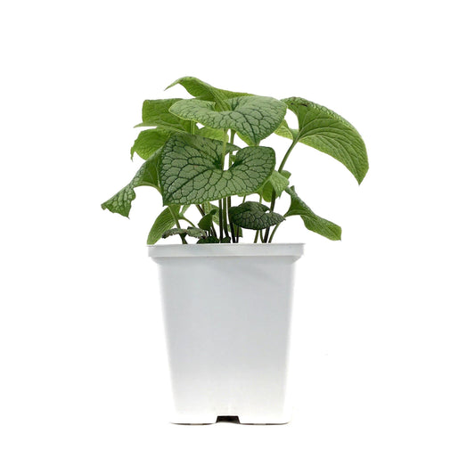 Brunnera, 15cm, Sterling Silver - Floral Acres Greenhouse & Garden Centre
