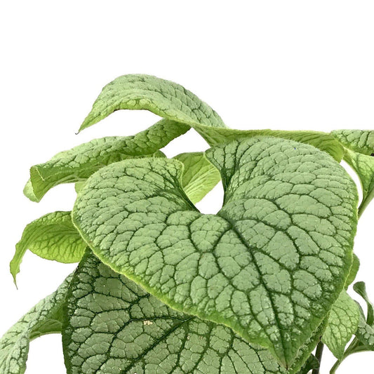 Brunnera, 15cm, Sterling Silver - Floral Acres Greenhouse & Garden Centre