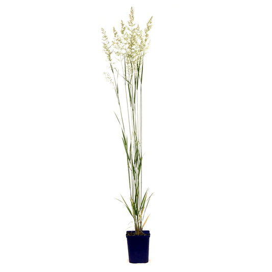 Grass, 15cm, Karl Foerster Feather Reed - Floral Acres Greenhouse & Garden Centre