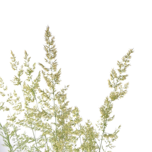 Grass, 15cm, Karl Foerster Feather Reed - Floral Acres Greenhouse & Garden Centre