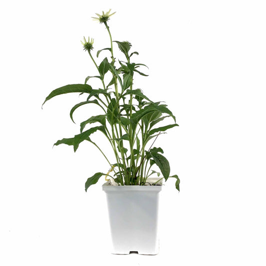 Echinacea purpurea, 15cm, PowWow White - Floral Acres Greenhouse & Garden Centre
