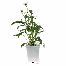 Load image into Gallery viewer, Echinacea purpurea, 15cm, PowWow White - Floral Acres Greenhouse &amp; Garden Centre
