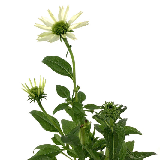 Echinacea purpurea, 15cm, PowWow White - Floral Acres Greenhouse & Garden Centre