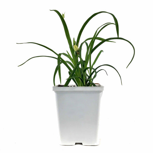 Hemerocallis, 15cm, Stella d'Oro Daylily - Floral Acres Greenhouse & Garden Centre