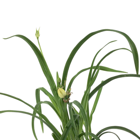 Hemerocallis, 15cm, Stella d'Oro Daylily - Floral Acres Greenhouse & Garden Centre