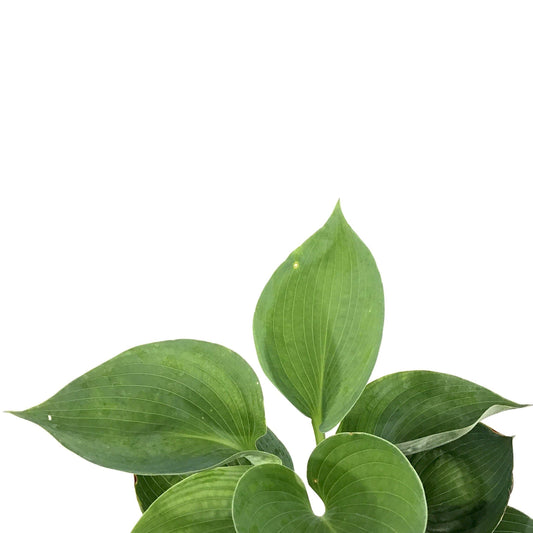 Hosta, 15cm, Blue Angel - Floral Acres Greenhouse & Garden Centre