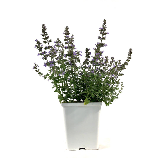 Nepeta, 15cm, Purrsian Blue - Floral Acres Greenhouse & Garden Centre