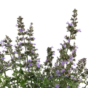 Nepeta, 15cm, Purrsian Blue - Floral Acres Greenhouse & Garden Centre