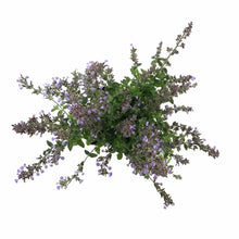Load image into Gallery viewer, Nepeta, 15cm, Purrsian Blue - Floral Acres Greenhouse &amp; Garden Centre
