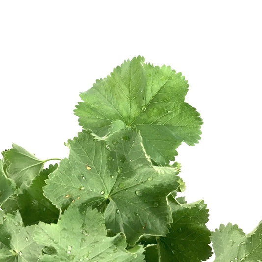 Alchemilla, 15cm, Lady's Mantle - Floral Acres Greenhouse & Garden Centre