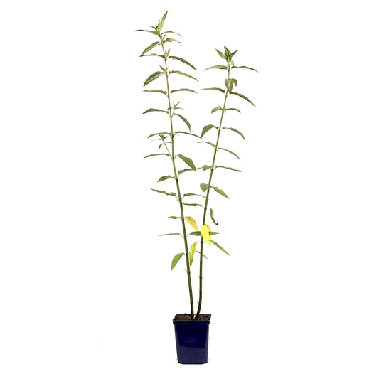 Asclepias, 15cm, Cinderella - Floral Acres Greenhouse & Garden Centre