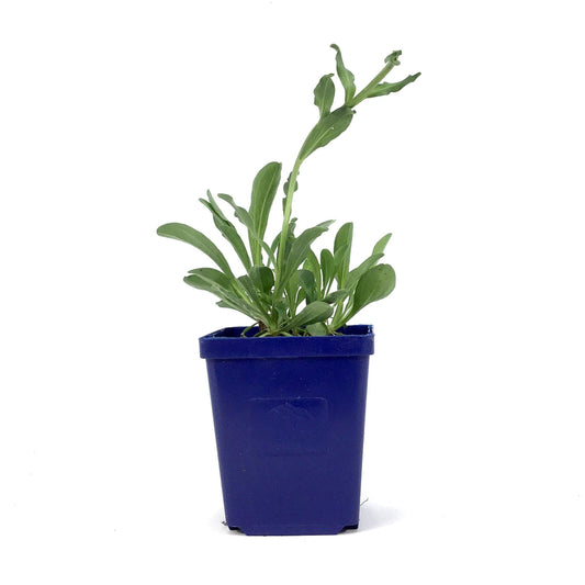 Aster, 9cm, Happy End - Floral Acres Greenhouse & Garden Centre