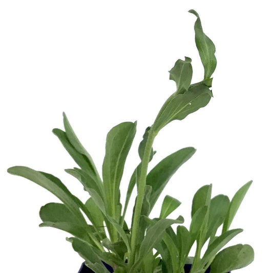 Aster, 9cm, Happy End - Floral Acres Greenhouse & Garden Centre