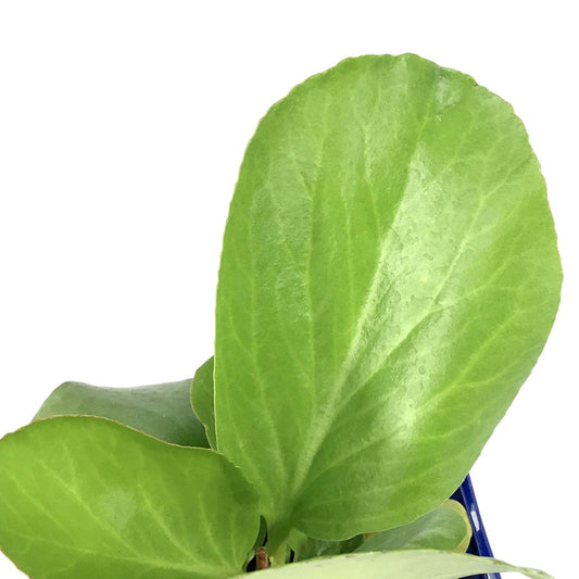Bergenia, 9cm, Cordifolia - Floral Acres Greenhouse & Garden Centre